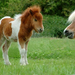 shetland pony 4