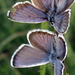 Butterflies / Pillangók