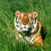 Sunbather - Bengal Tiger1152