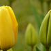 Miből lesz a tulipán?