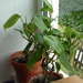 Philodendron scandens2