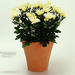 chrysanthemum indicum
