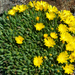 Delosperma nubigenum