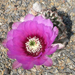 Echinocereus reichenbachii virág