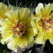 Opuntia14