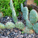 Opuntia basilaris var brachyclada