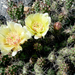 Opuntia fragilis