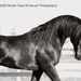 horse photographie nicole emanuel 1