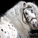 Miniappaloosa Lancelot 807167