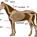 400px-Horseanatomy.png